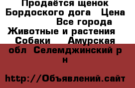 Продаётся щенок Бордоского дога › Цена ­ 37 000 - Все города Животные и растения » Собаки   . Амурская обл.,Селемджинский р-н